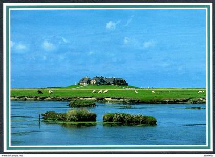 E0981 - TOP Motivkarte - Foto Richard Jessen - Westerwarft auf Hallig Hooge