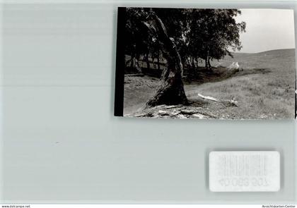 40063507 - Heide , Holst