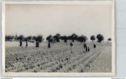 51596338 - Jessen (Elster)