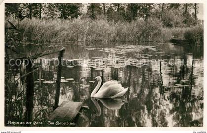 Ketzin Im Havelbruch Schwaene NZ4