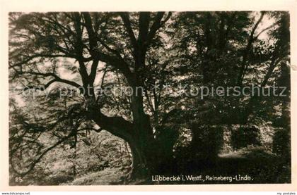 Luebbecke Westfalen Reineberg Linde Natur