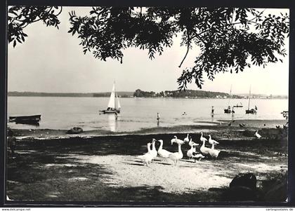 AK Zaue /Lübben, Blick auf den Schwielochsee