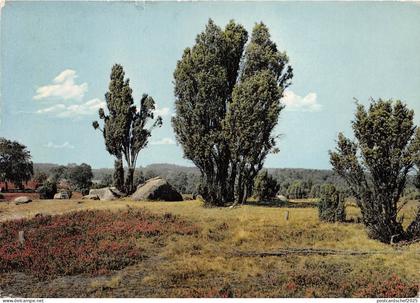 B35639 Luneburger Heide  germany