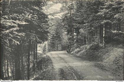 Hohwald Sachsen Waldpartie