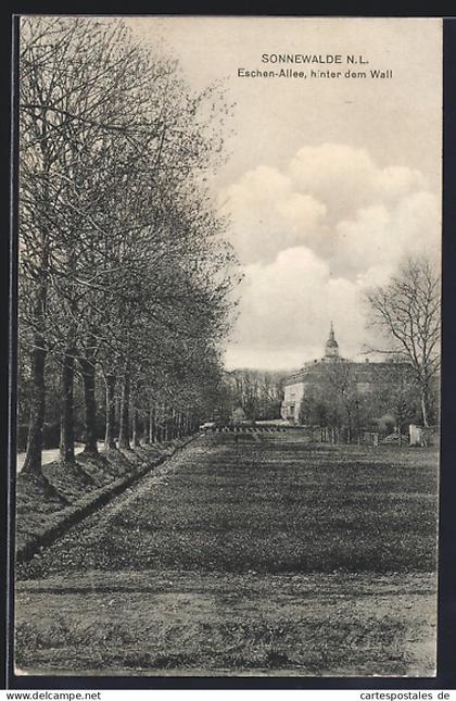 AK Sonnewalde N. L., Eschen-Alle, hinter dem Wall