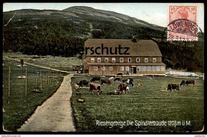 ALTE POSTKARTE RIESENGEBIRGE DIE SPINDLERBAUDE Stempel Löwenberg Schlesien Ansichtskartensammler Globus (Kosmopolit) Kuh