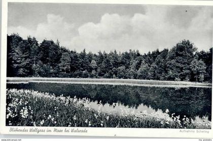 Walsrode Lueneburger Heide Walsrode Bluehendes Wollgras