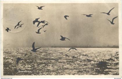 Wangerooge - Seemöwen