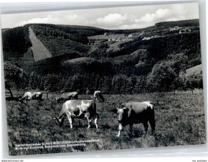 Winterberg Hochsauerland Winterberg Westfalen Kuehe