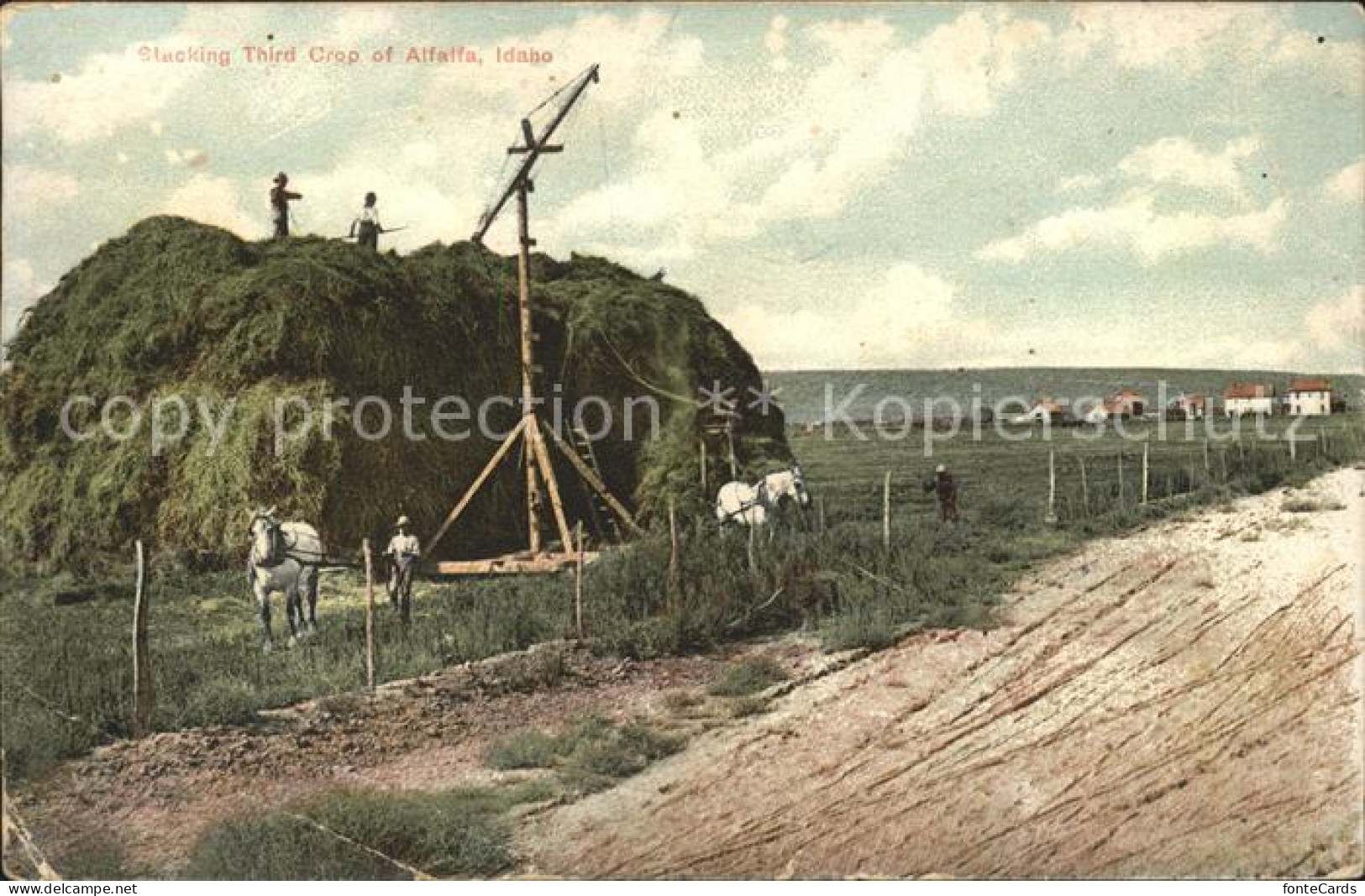 Alfalfa Idaho Stacking Third Crop Erntezeit Feldarbeit
