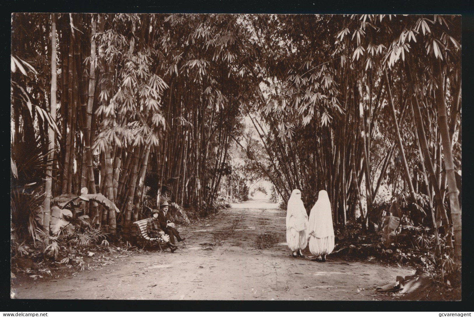 ALGER     ALLEE PRINCIPALE DU JARDIN D'ESSAI               CARTE PHOTO