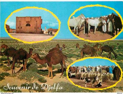 Algérie - Djelfa - Multivues - Chameaux - CPM - Voir Scans Recto-Verso