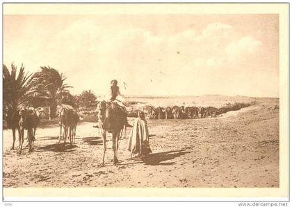 El Oued - caravane à l'oasis - mx49