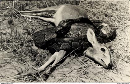 CPA Simbabwe, Python, Rehe