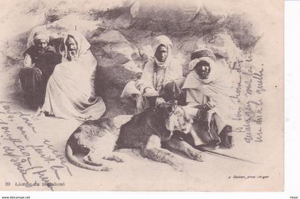 ALGERIE(TYPE) LION