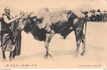 Un zébu