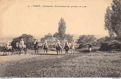 Algérie - TIARET - Jumenterie, Entrainement des produits de 3 ans