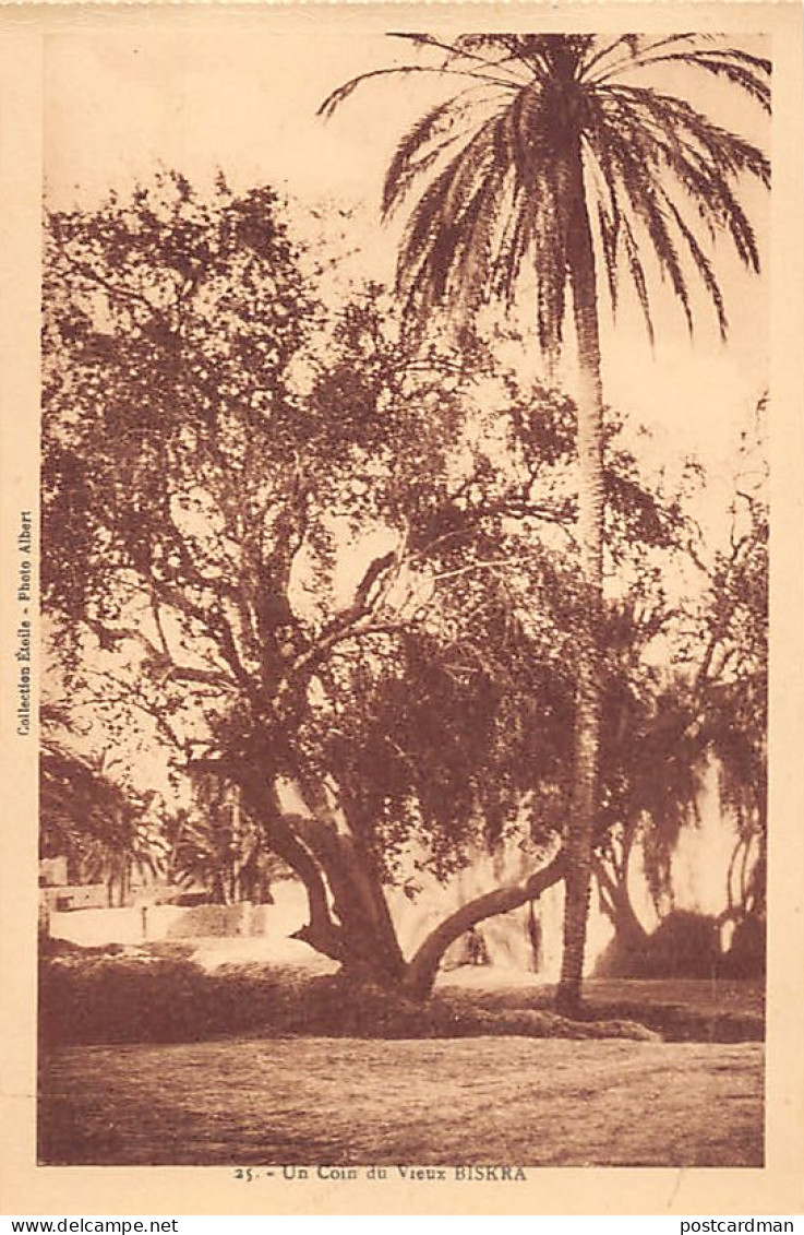 Algérie - BISKRA - Dans le Vieux Biskra - Ed. Ets Photo Albert - Collection Étoile 25