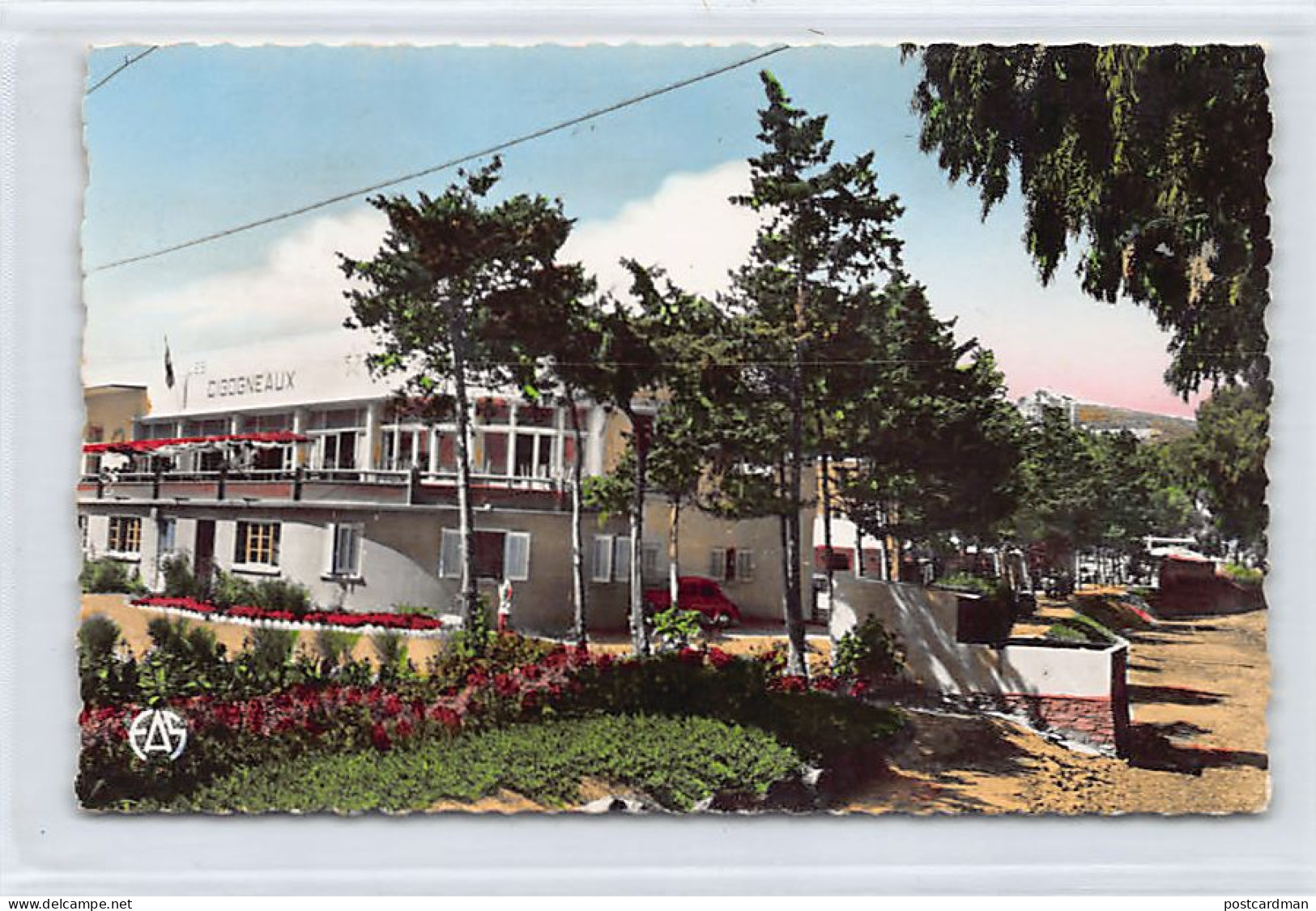 Algérie - BÔNE Annaba - Les Cigogneaux