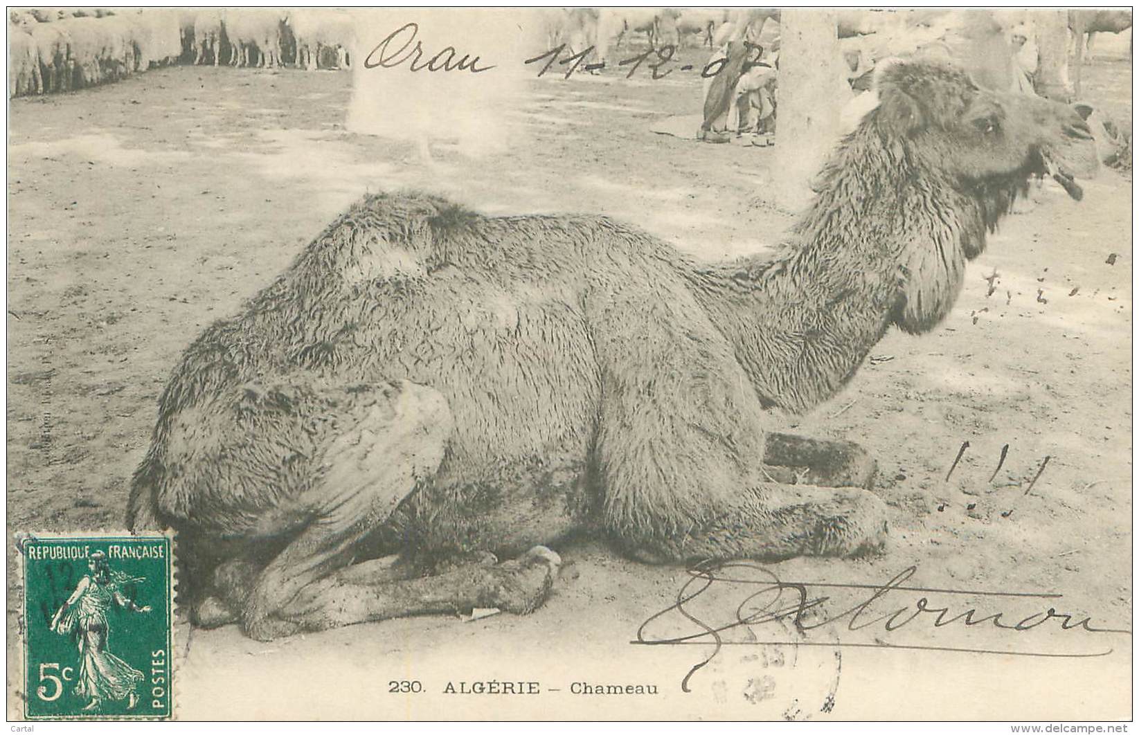 ALGERIE - Chameau