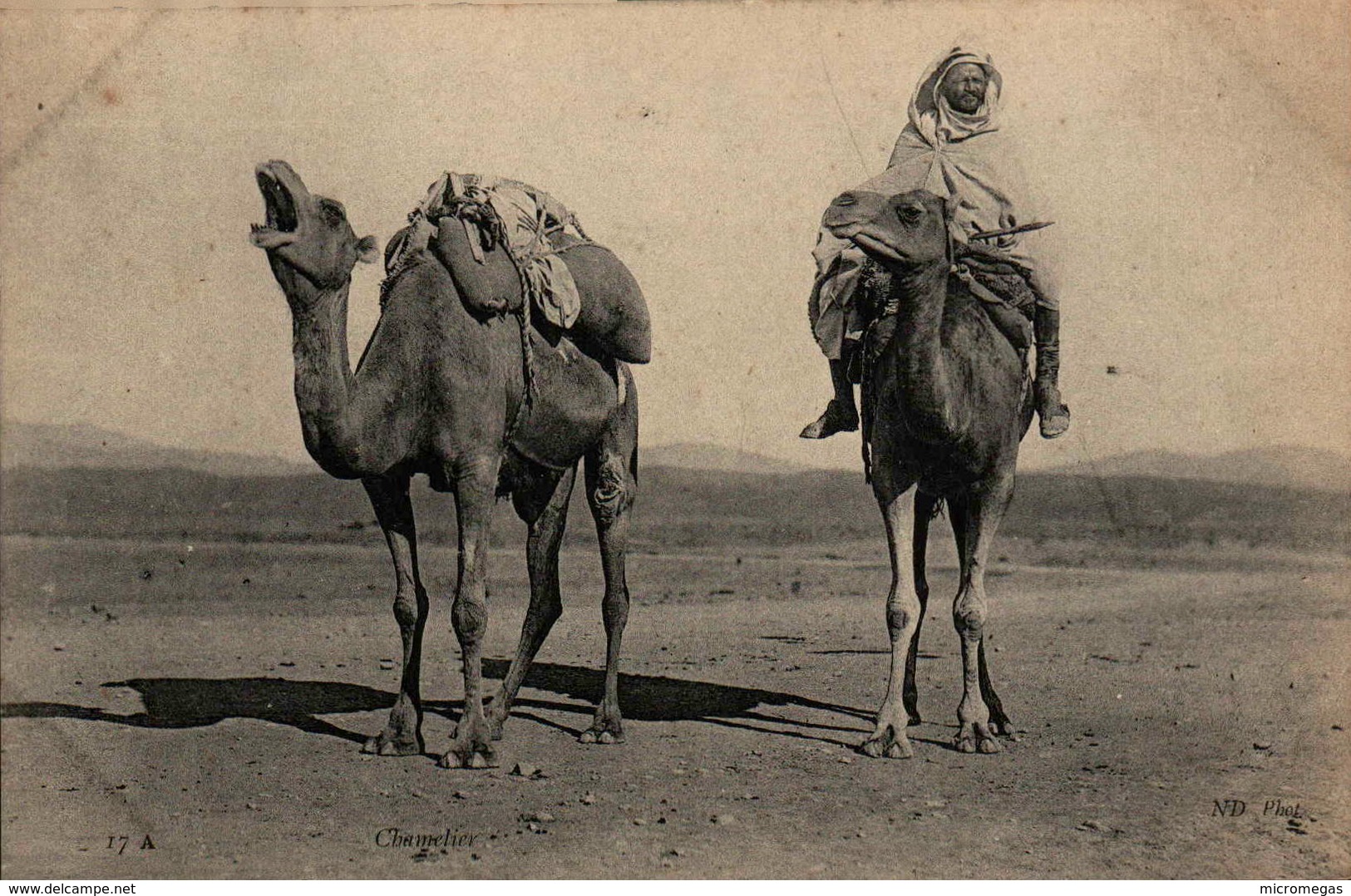 Algérie - Chamelier
