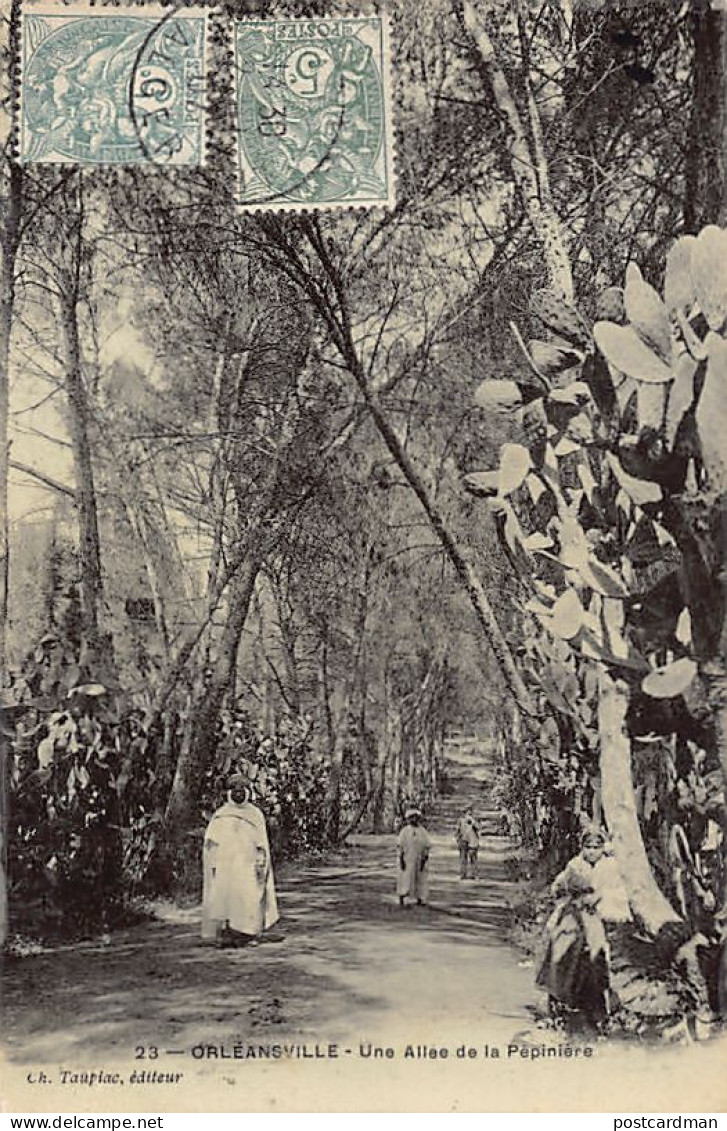Algérie - CHLEF Orléansville - Une allée de la pépinière - Ed. Ch. Taupiac 23 Papier glacé