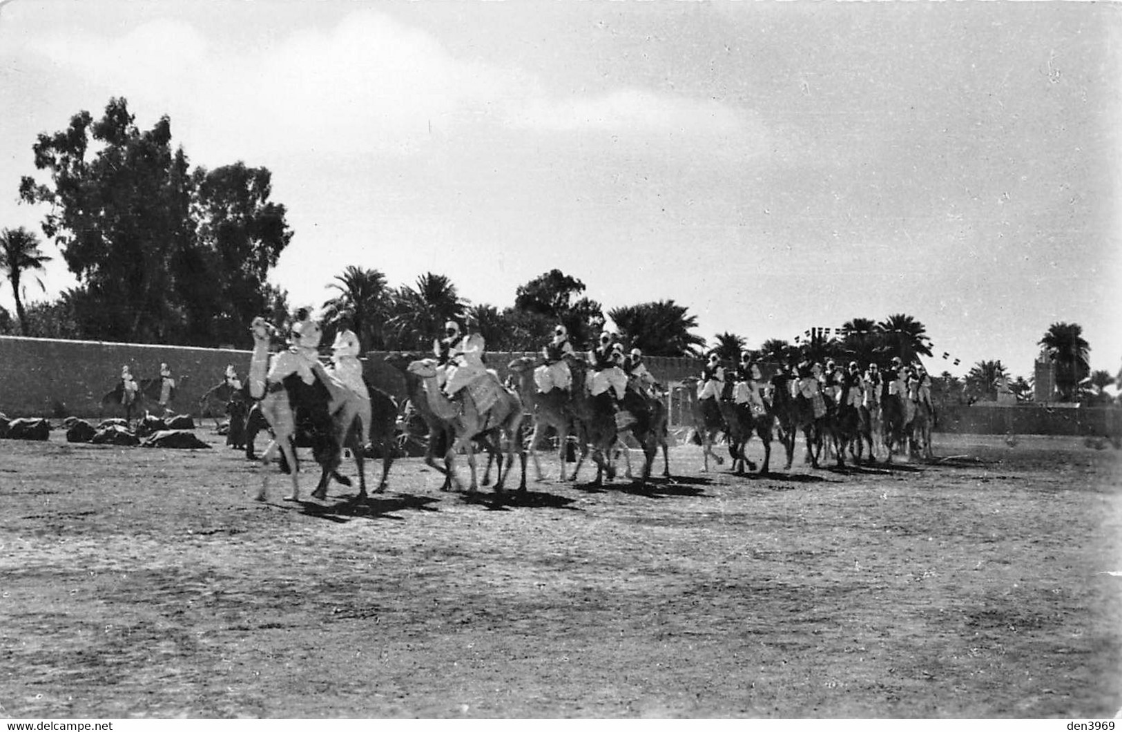 Algérie - EL-GOLEA (El Menia) - Défilé de Méharistes - Dromadaires