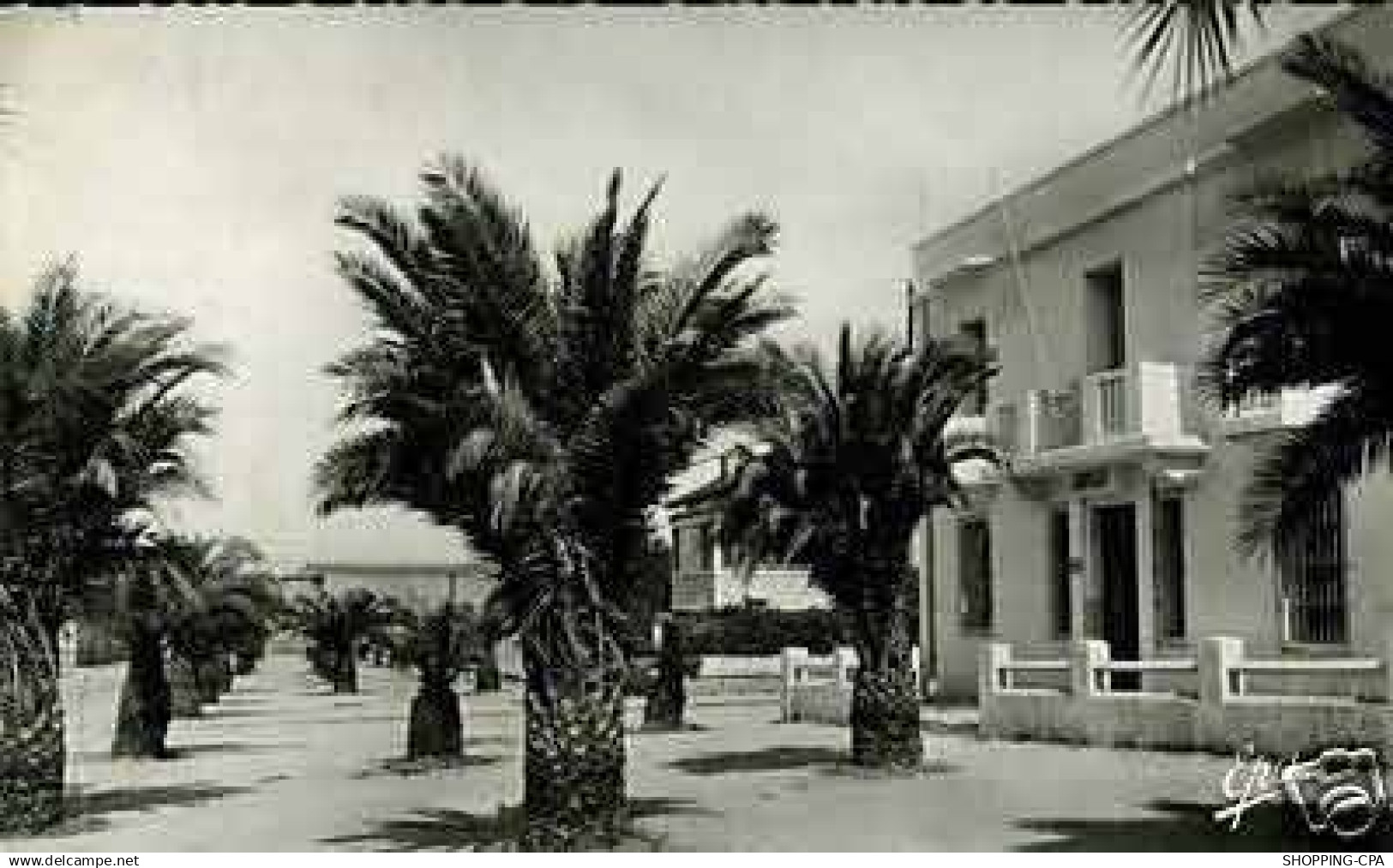 Algerie - Guelma - Rue Zama - CPSM 1957