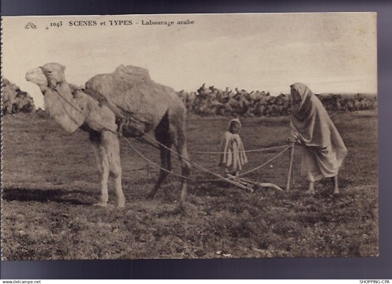 Algérie - Scènes et types - Labourage arabe - Beau plan