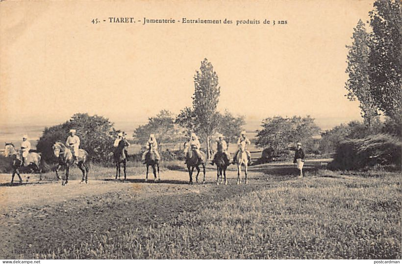 Algérie - TIARET - Jumenterie, Entrainement des produits de 3 ans