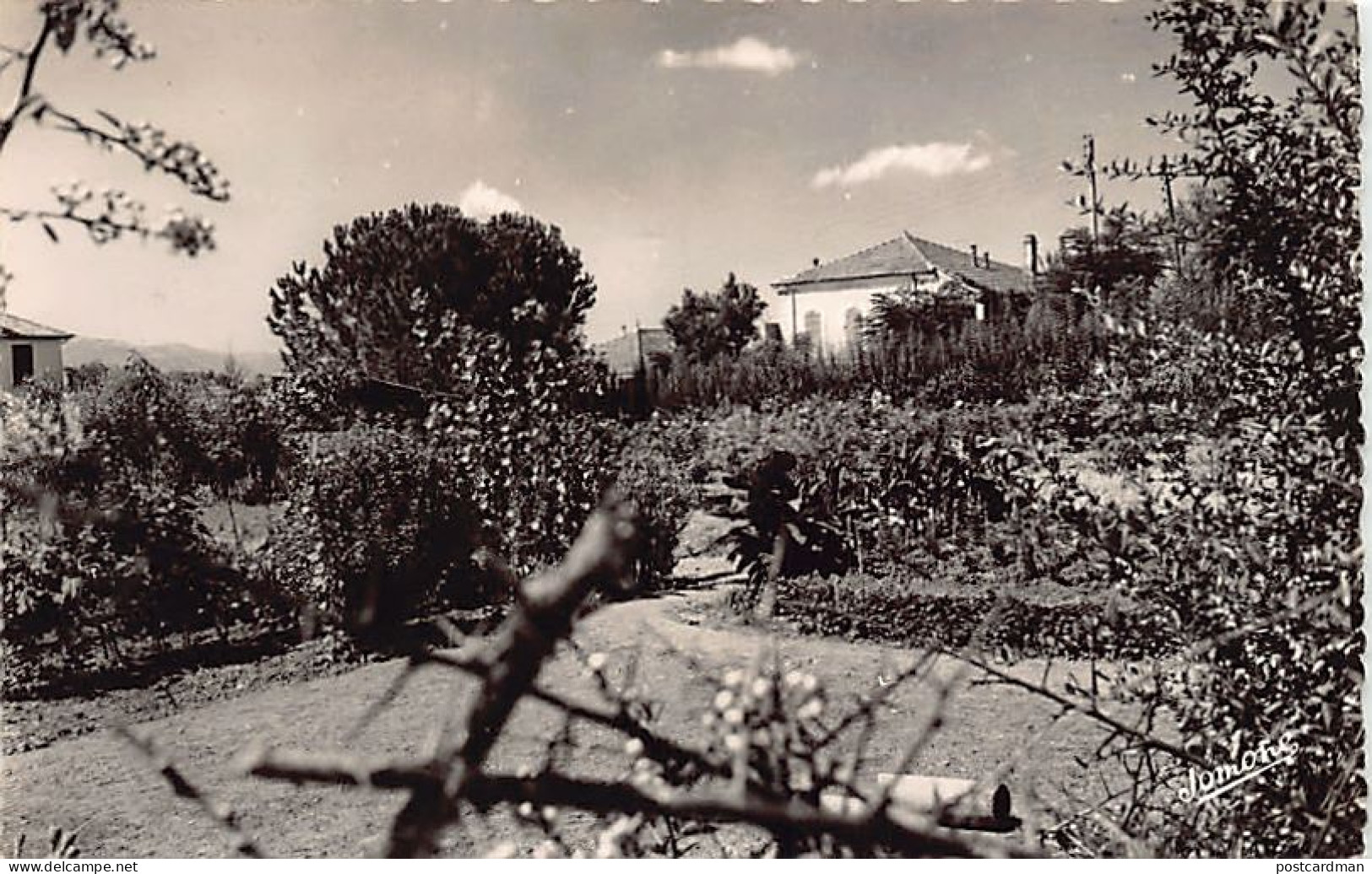 Algérie - TIZI-OUZOU - La pépinière - Ed. Jomone 71