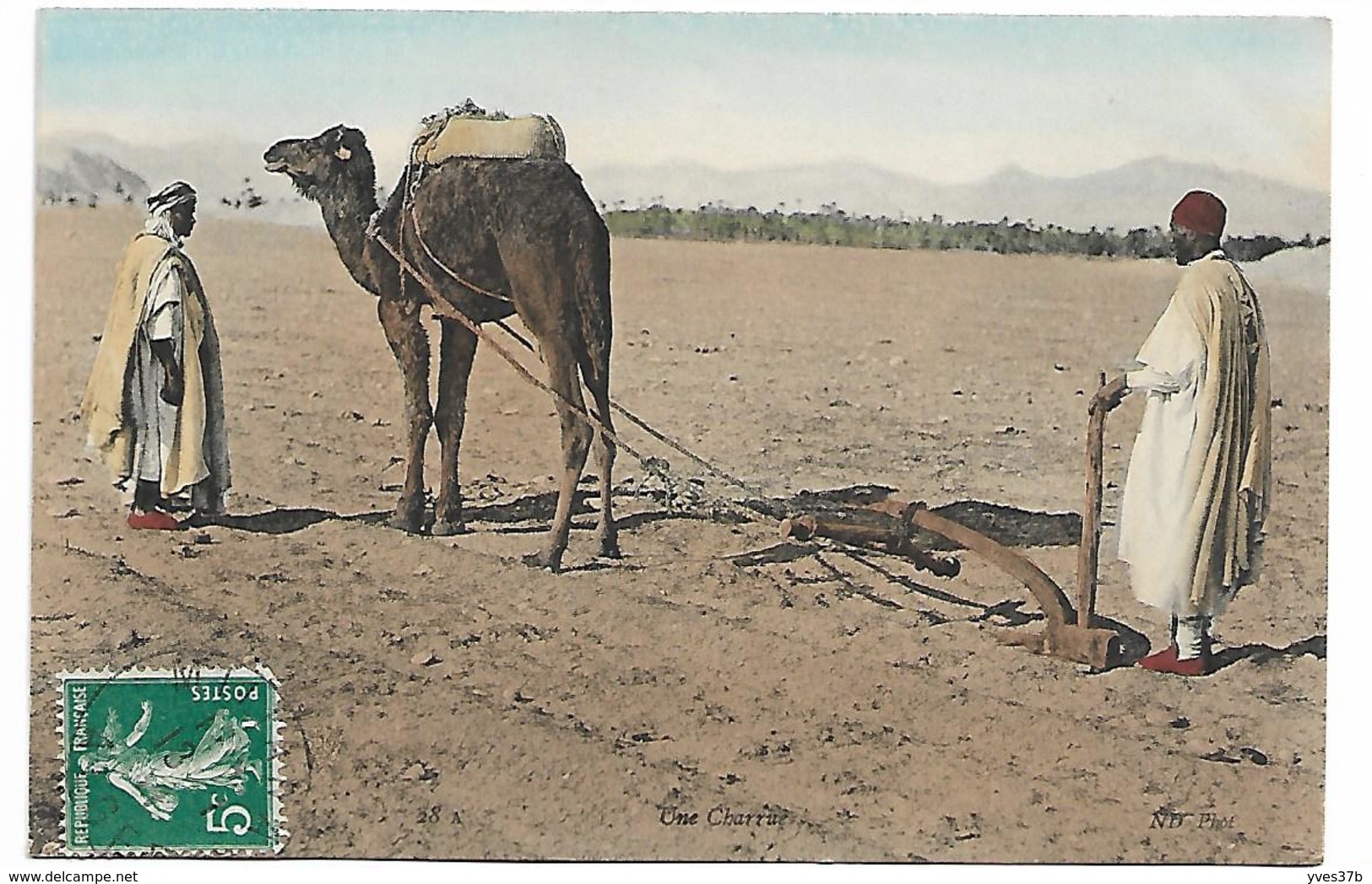 ALGERIE - Une Charrue (Carte Couleur)