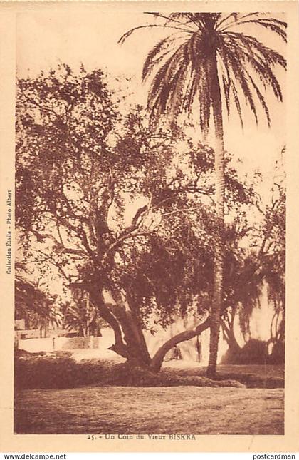 Algérie - BISKRA - Dans le Vieux Biskra - Ed. Ets Photo Albert - Collection Étoile 25