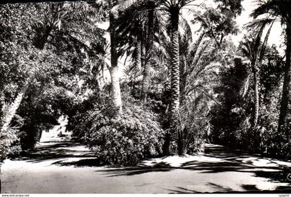 Algerie Biskra CPA Constantine JArdin