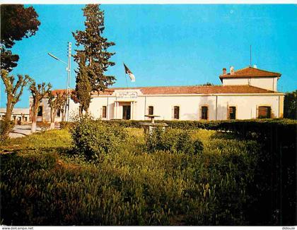 Carte Postale - Algérie - Djelfa - CPM - Voir Scans Recto-Verso - Poscard - Carta Postal -  Postkarte