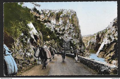 Alger Caravane dans les Gorges postcard not used