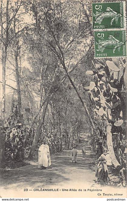Algérie - CHLEF Orléansville - Une allée de la pépinière