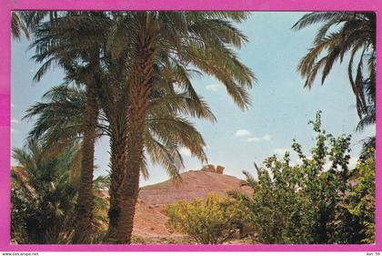 323972 / Algeria > El Golea (El Menia) (“The Impregnable Fortress”) Timbouzid (Tin Bouzid) Sahara Desert Palm Tree PC