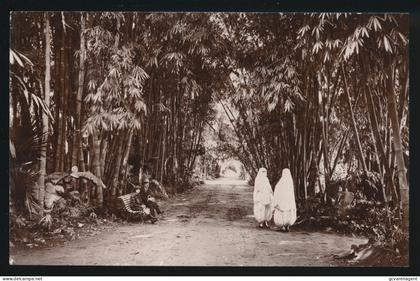 ALGER     ALLEE PRINCIPALE DU JARDIN D'ESSAI               CARTE PHOTO