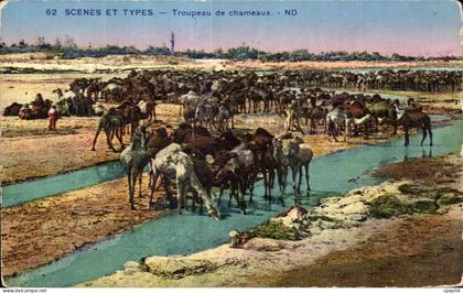 CPA Scenes et Types Troupeau de chameaux Camel