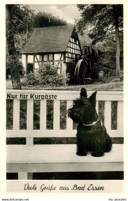 Bad Essen Niedersachsen Bad-Essen Wassermuehle Fachwerkhaus Hund Terrier Kurort