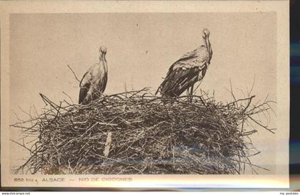 Storchsnest Alsace Cigognes