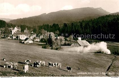 Lambach Lam mit Osser