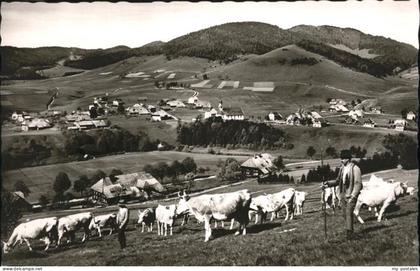 Bernau Schwarzwald Kuehe
