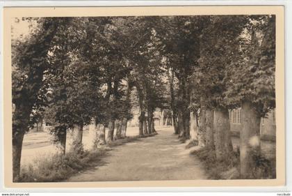 Föhr, Nieblum, Allee, Schleswig-Holstein