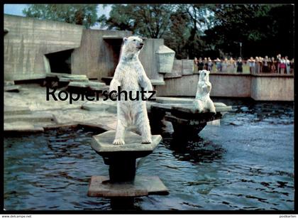 ÄLTERE POSTKARTE KÖLN ZOO EISBÄR GEHEGE BÄR EISBÄREN ours blanc ice polar bear jardin zoologique Tierpark Bären postcard