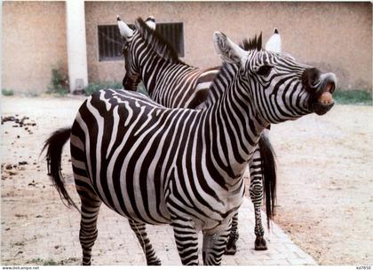 Zoo Neunkirchen - Zebra