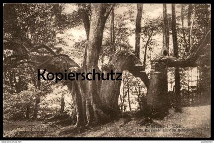 ALTE POSTKARTE ALTE BURGLINDE AUF DEM REINEBERG LÜBBECKE LINDE BAUM TREE ARBRE Tilleul Lime Linde cpa postcard AK