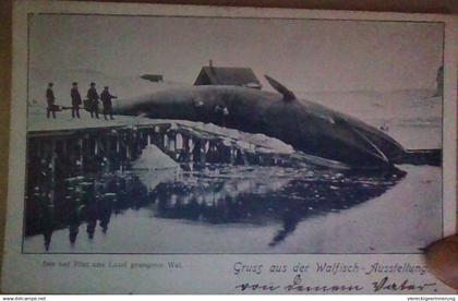 ! 1902 Lübeck, Gruss von der Walfisch Ausstellung, whale, whaling, baleine, alte Ansichtskarte