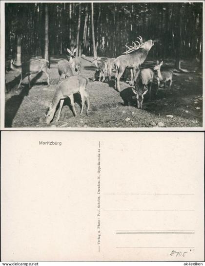 Ansichtskarte Moritzburg Moritzburg Wildgehege - Fotokarte 1930